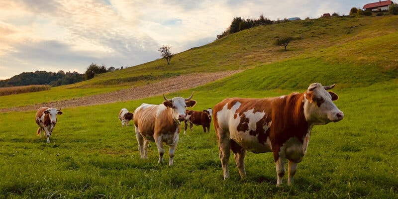 organic meat delivery